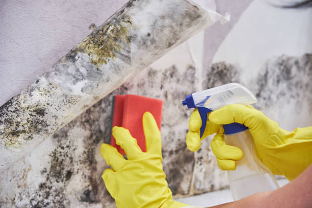 Environmental Consulting for Mold Prevention in Woodway, TX